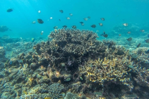 Labuan Amuk Bali: snorkeling tour with traditional boat