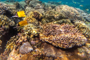 Labuan Amuk Bali: snorkeling tour with traditional boat