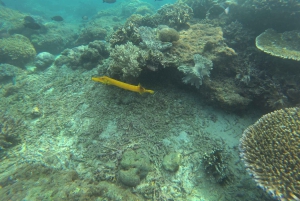 Labuan Amuk Bali: snorkeling tour with traditional boat