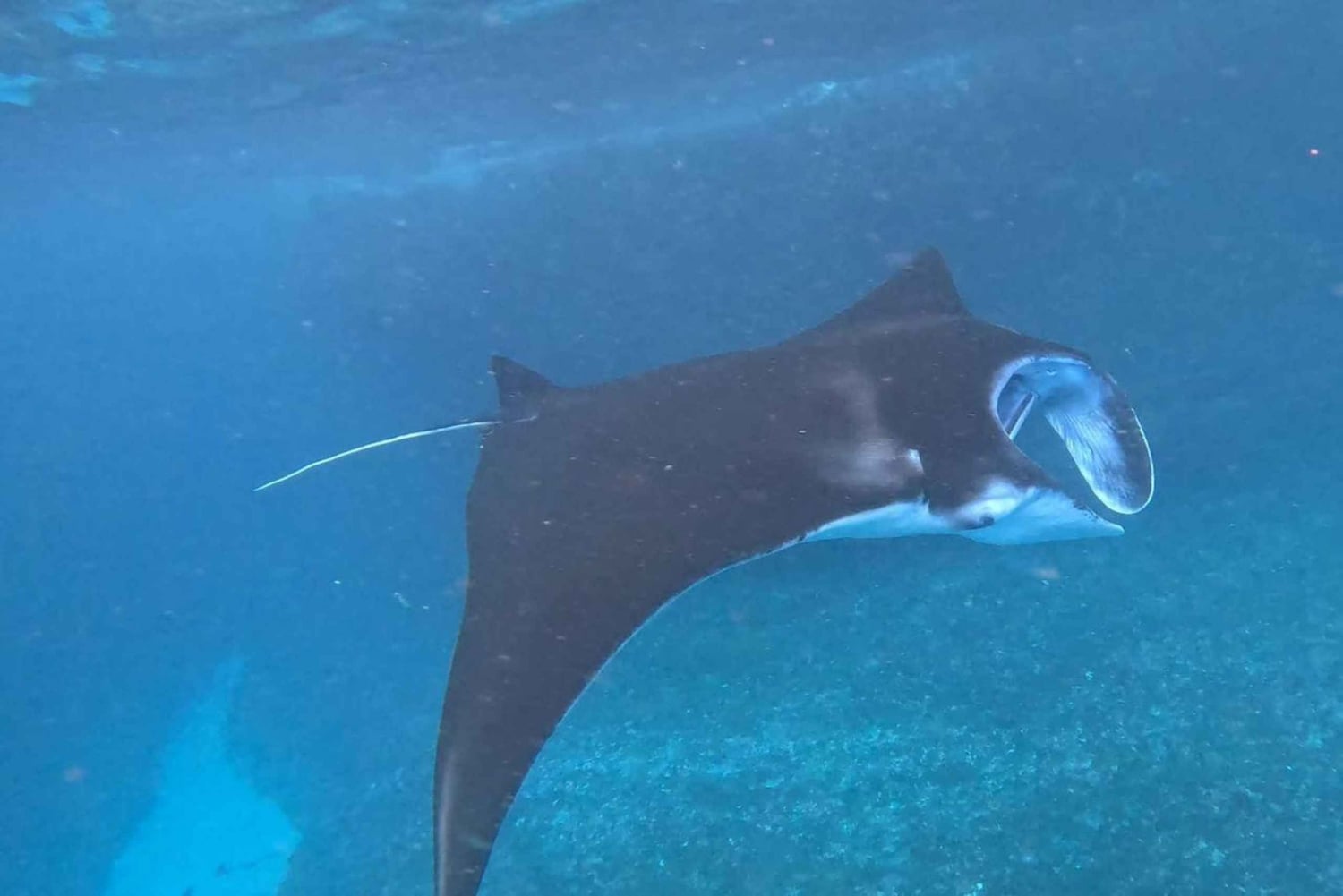 レンボンガン：マンタベイ、タートルベイ、ガマットベイでシュノーケリングをお楽しみください