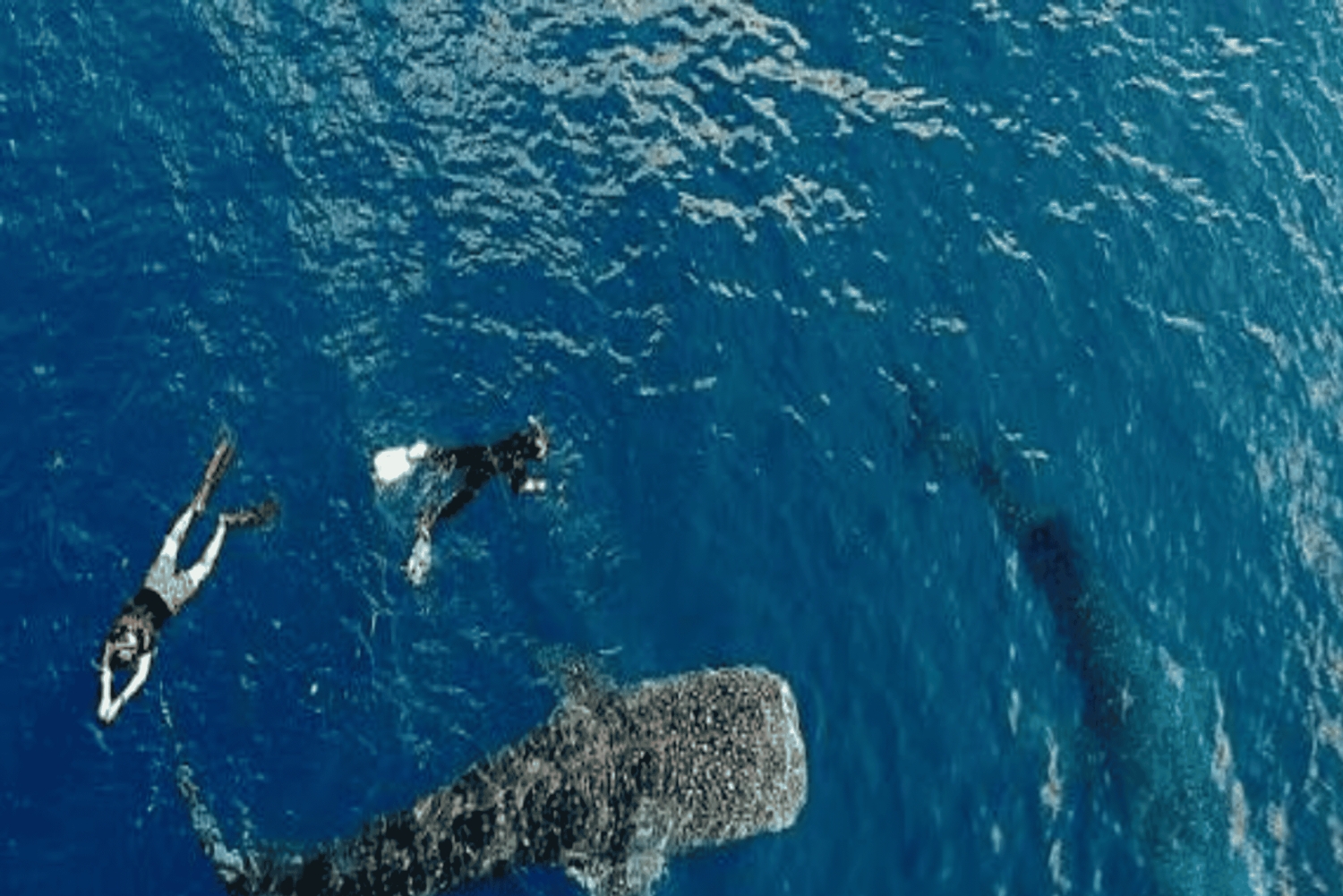 Lombok: 2-Day Whale Shark Tour with Camping & BBQ