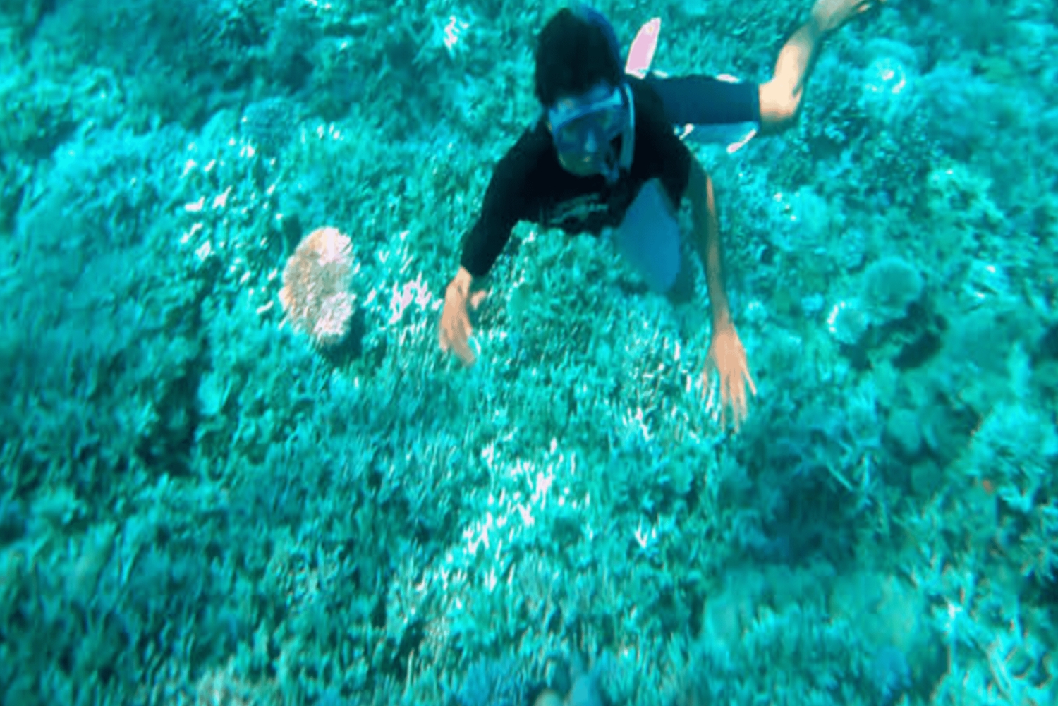 Lombok: 2-Day Whale Shark Tour with Camping & BBQ