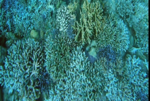 Lombok: 2-Day Whale Shark Tour with Camping & BBQ