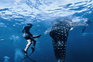 Lombok: 2-Day Whale Shark Tour with Camping & BBQ