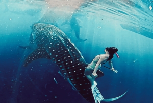 Lombok: 2-Day Whale Shark Tour with Camping & BBQ