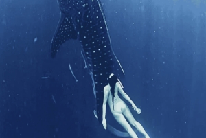 Lombok: 2-Day Whale Shark Tour with Camping & BBQ