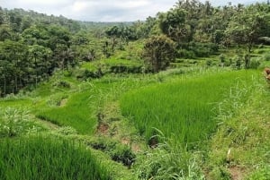 Lombok: Wypożycz prywatny samochód z kierowcą-przewodnikiem