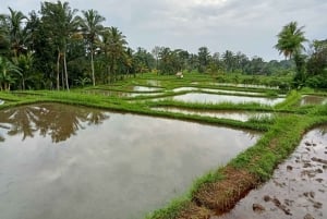 Lombok: Wypożycz prywatny samochód z kierowcą-przewodnikiem