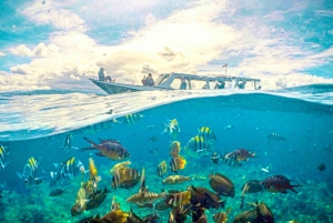 Lombok: Privat snorkling, Gili Trawangan, Gili Meno, Gili Air