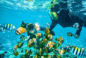 Lombok: Privat snorkling, Gili Trawangan, Gili Meno, Gili Air