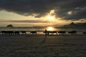 Lombok: Scootertur med lokal guide