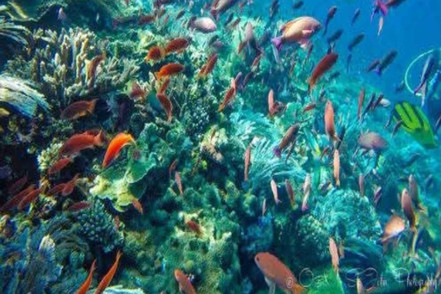 Lombok Sumbawa Sharing 2D1N Whale Shark Adventure