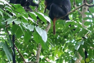 Lombok: tour a pie por Tetebatu con el Bosque de los Monos y la cascada