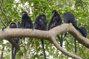 Lombok: Tetebatu Walking Tour with Monkey Forest & Waterfall
