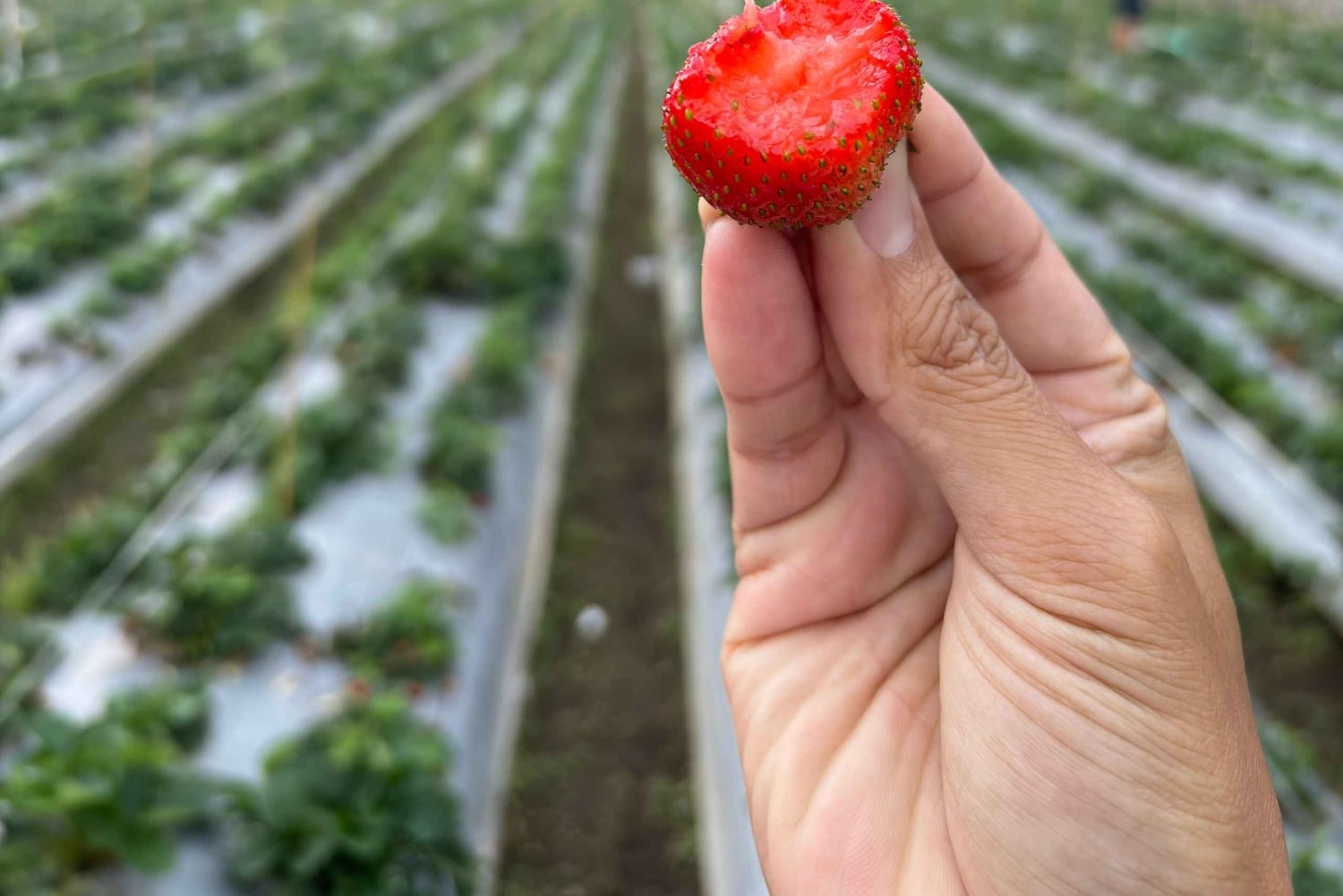 Lombok: Waterfalls, Strawberry Harvest, and Hike Tour