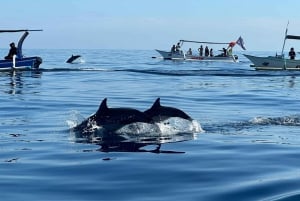 Lovina/Bali: Dolphin Watching Tour, Swimming and Snorkeling