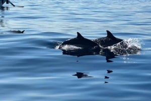 Lovina/Bali: Dolphin Watching Tour, Swimming and Snorkeling