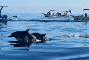 Lovina/Bali: Dolphin Watching Tour, Swimming and Snorkeling