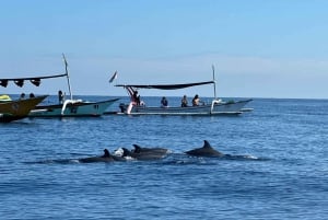 Lovina/Bali: Dolphin Watching Tour, Swimming and Snorkeling