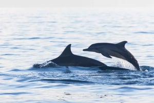 Lovina/Bali: Dolphin Watching Tour, Swimming and Snorkeling