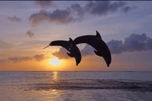 Lovina/Bali: Dolphin Watching Tour, Swimming and Snorkeling