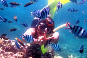Lovina/Bali: Dolphin Watching Tour, Swimming and Snorkeling
