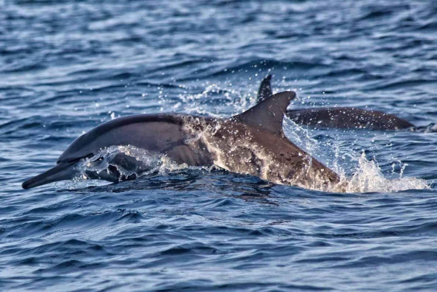 Lovina Bali: Zonsopgang Dolfijnen kijken, zwemmen en snorkelen