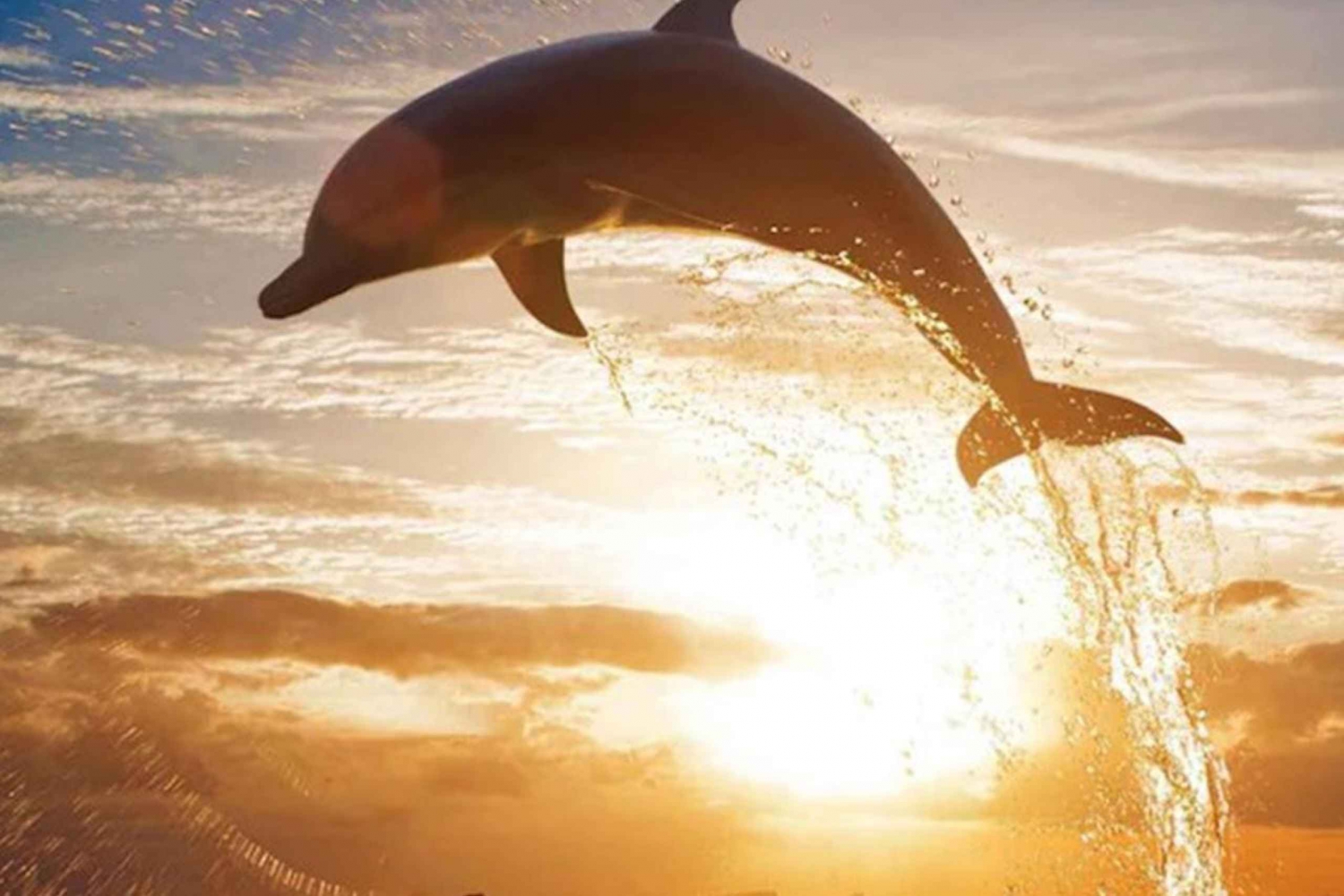 Lovina Beach: Sunrise Dolphin-Watching and Snorkeling Cruise