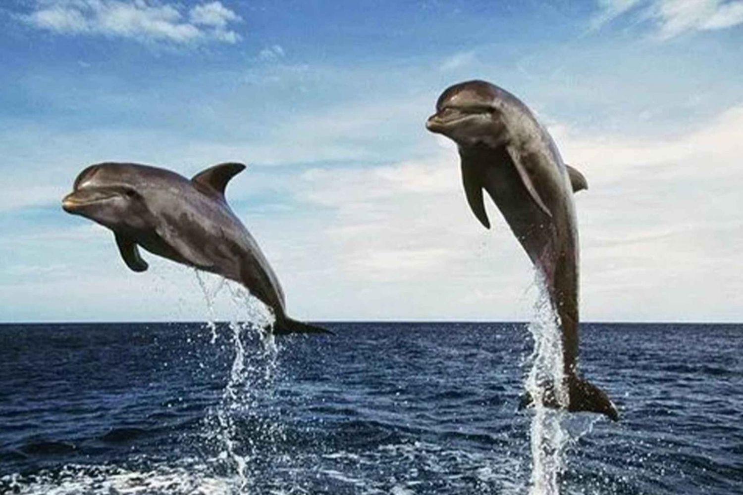 Lovina Beach: Auringonnousu delfiinien katselu ja snorklausristeily: Sunrise Dolphin-Watching and Snorkeling Cruise