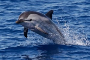 Lovina: Dolphin Watching, Ocean Swing, and Snorkeling Tour