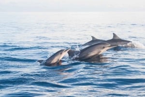 Lovina: Dolphin Watching, Ocean Swing, and Snorkeling Tour