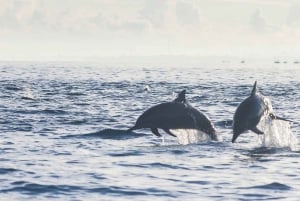 Lovina: Dolphin Watching, Ocean Swing, and Snorkeling Tour