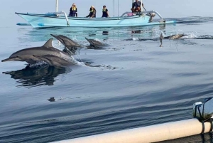 Lovina: Dolphin Watching, Ocean Swing, and Snorkeling Tour