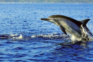 Lovina: Dolphin Watching, Ocean Swing, and Snorkeling Tour