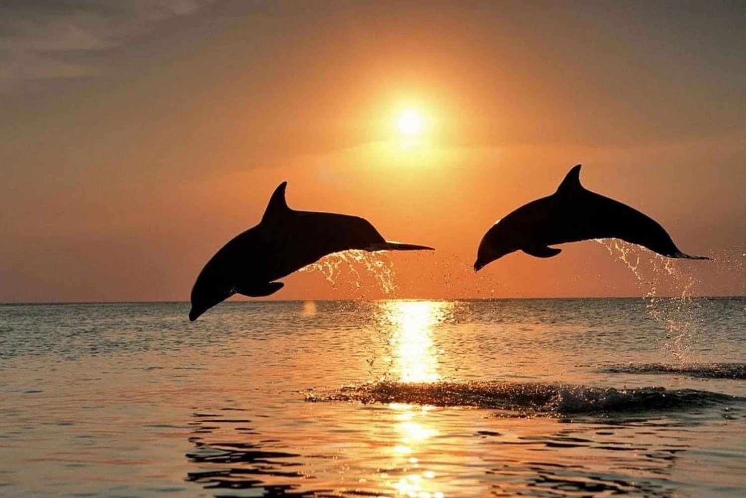 Lovina Sunrise and Dolphin with Swim and Snorkeling