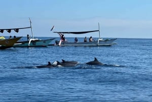 Bali Nord: Delfino, Tempio di Ulun Danu e Cascata di Banyumala