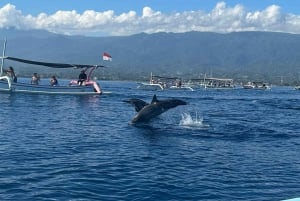 Bali Nord: Delfino, Tempio di Ulun Danu e Cascata di Banyumala