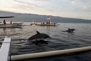 Bali: Lovina Beach Sunrise Dolphin Watching & Snorkeling