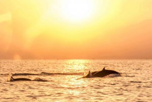Lovina: Sunrise Dolphin Watching Small Group Tour