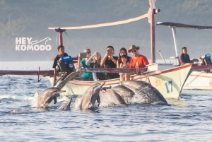 Lovina Tour: Titta på, simma med delfiner och snorkla