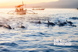Lovina Tour: Kijken, zwemmen met dolfijnen & snorkelen