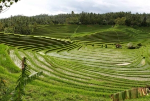 Mai Organic Farm Tour + Cooking Class