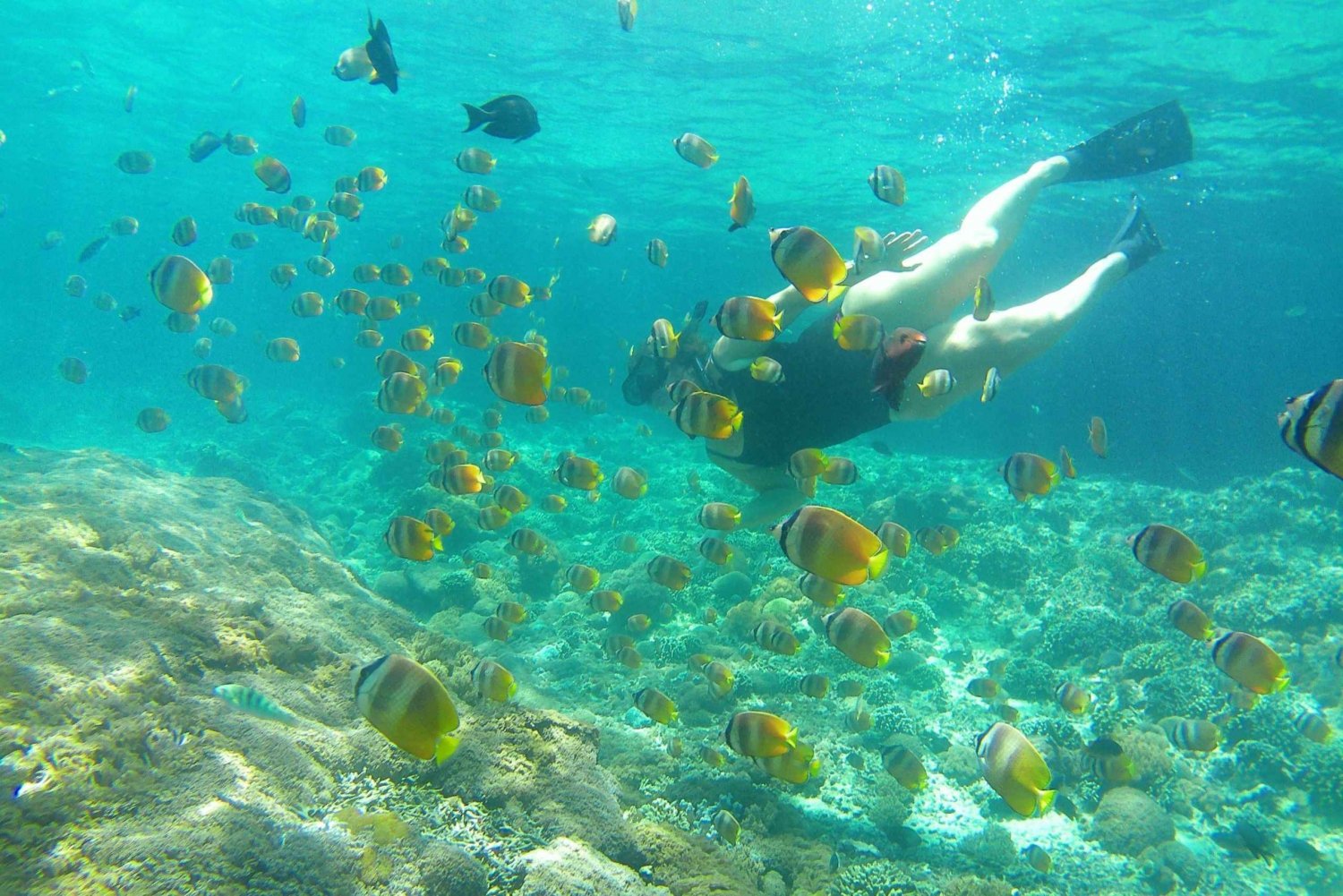 Excursão de mergulho com snorkel em Manta: Explore 4 pontos favoritos de mergulho com snorkel