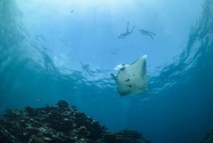 Snorklingstur i Manta: Utforska 4 favoritplatser för snorkling