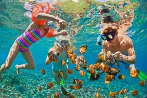 Excursão de mergulho com snorkel em Manta: Explore 4 pontos favoritos de mergulho com snorkel