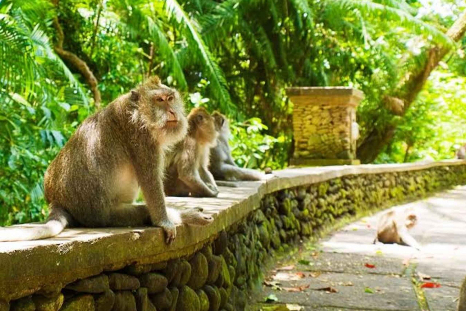 Forêt de singes, rizières, temple de l'eau et chutes d'eau