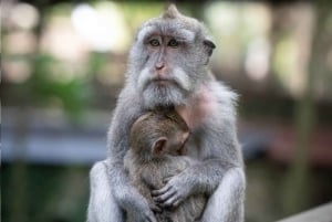Monkey Forest, Swing, Rice Terrace & Water Temple Tour