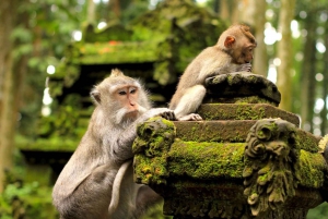 Floresta dos macacos, templo, cachoeira, terraço de arroz e aldeias artísticas