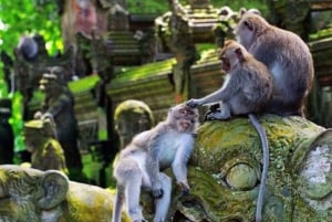 モンキーフォレスト、滝、寺院、棚田