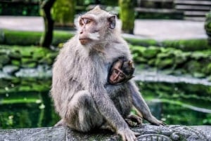 モンキーフォレスト、滝、寺院、棚田